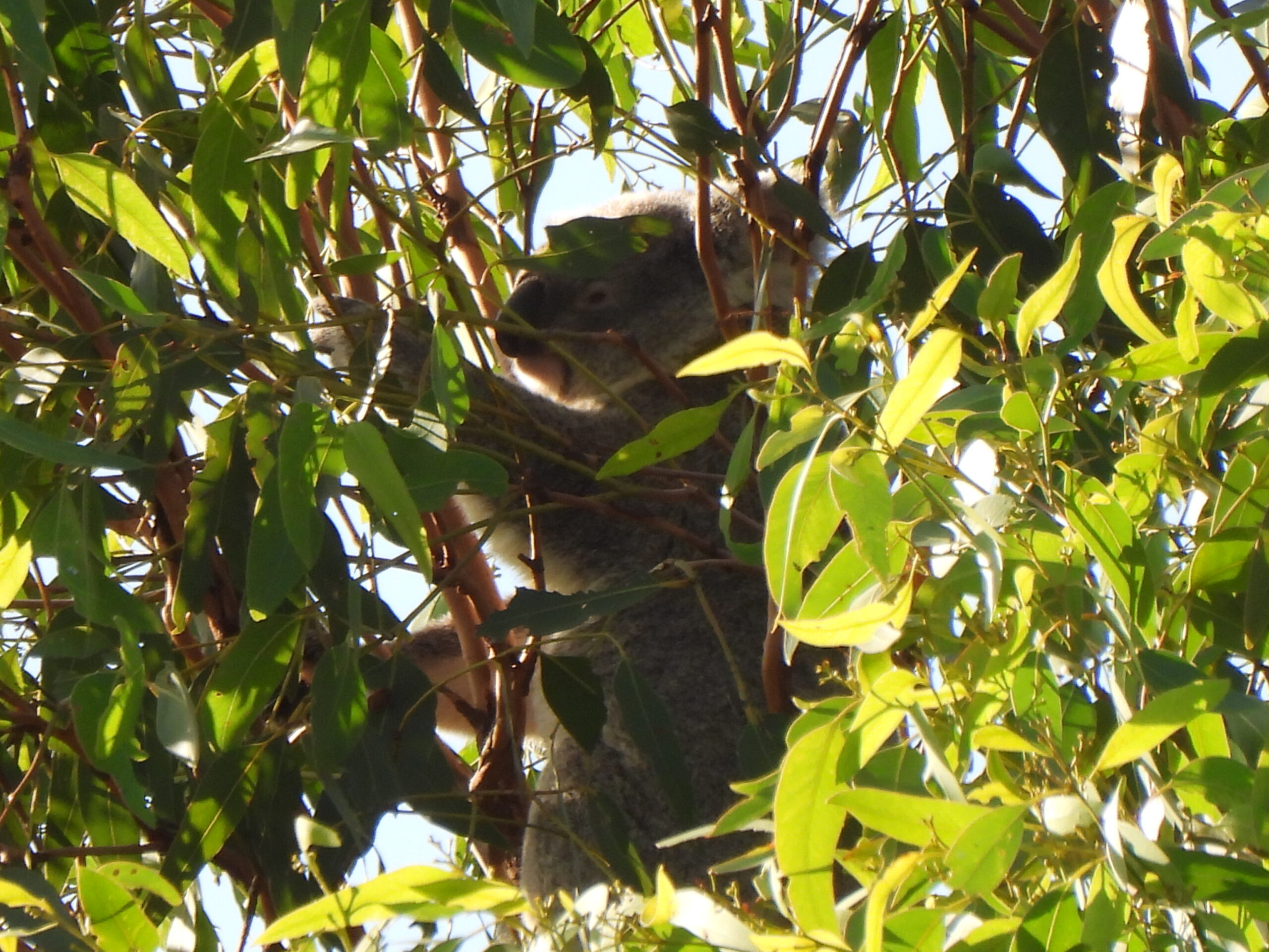 Koala resting in eucalyptus tree canopy