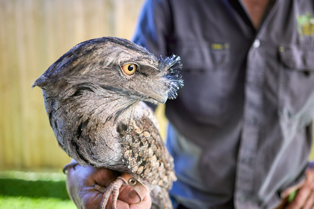 A person holding a tawny frogmouth bird, with gray-brown feathers and striking yellow eyes, in a sunlit outdoor setting. The person wears a dark shirt and is slightly out of focus in the background.