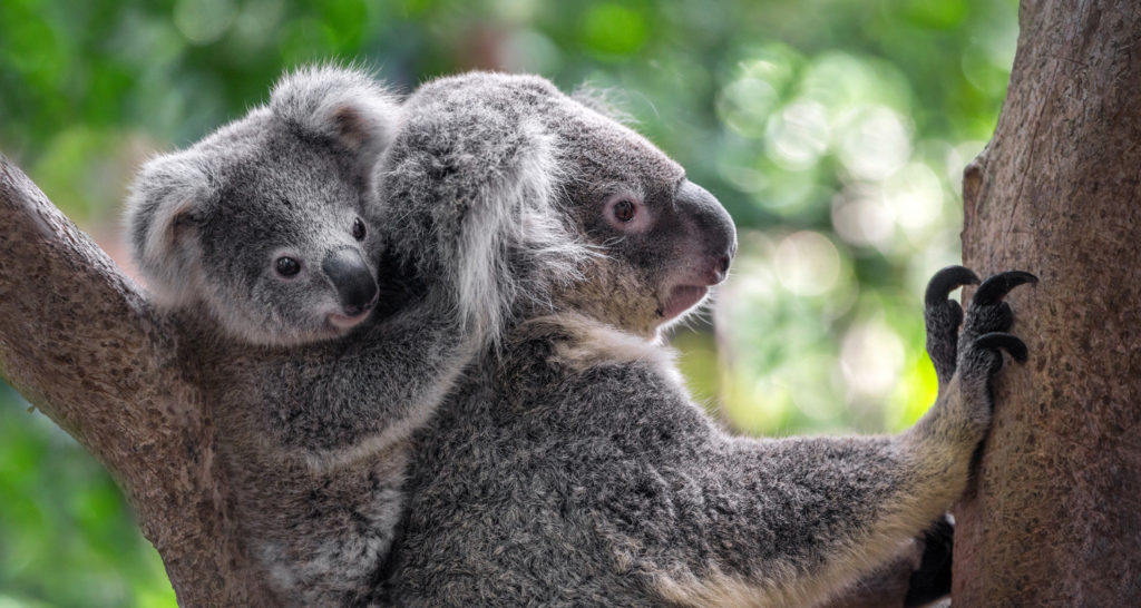 A baby koala clings to the back of an adult koala as they both hold onto a tree trunk, surrounded by blurred green foliage in the background.
