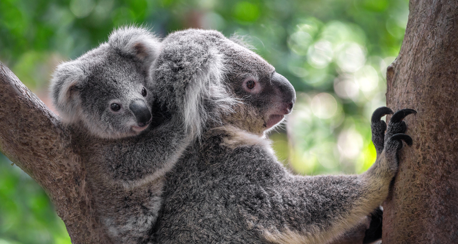 A baby koala clings to the back of an adult koala as they both hold onto a tree trunk, surrounded by blurred green foliage in the background.