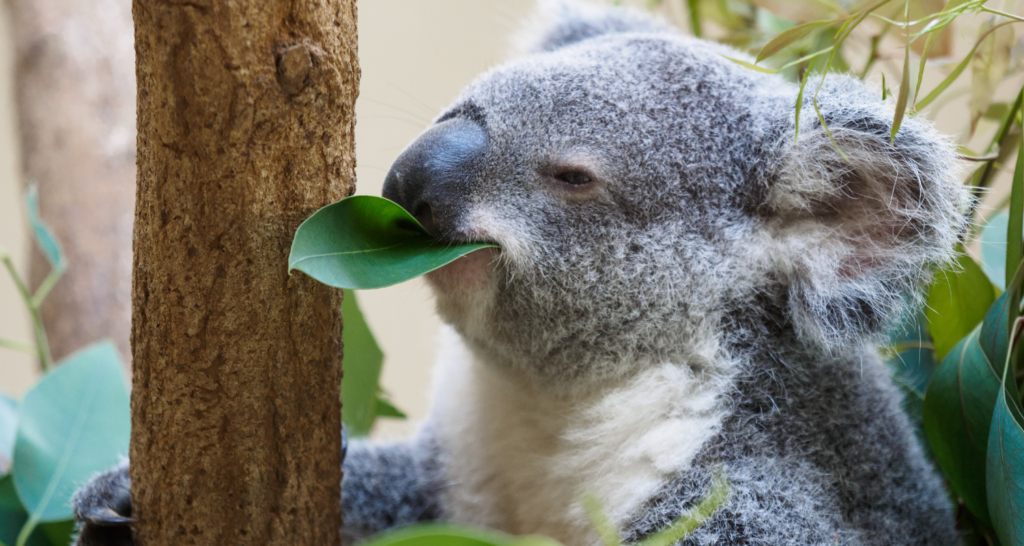 A close-up of a koala holding onto a tree trunk and eating a green eucalyptus leaf, surrounded by foliage.